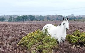 In The Heart Of The New Forest